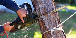 Professional Tree Services in Gila Bend, AZ